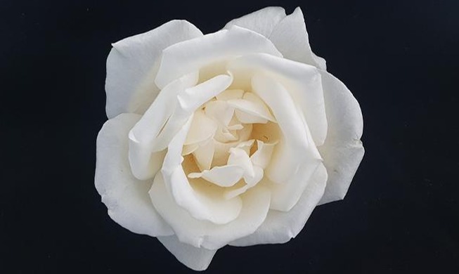 В Корее открыли способ создания клеток роз с ароматом