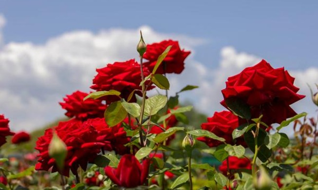 Фестиваль роз в Самчхоке