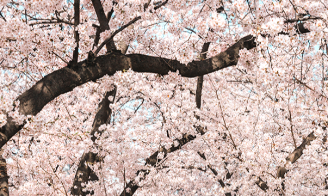 Фестиваль цветения вишни на Ёыйдо