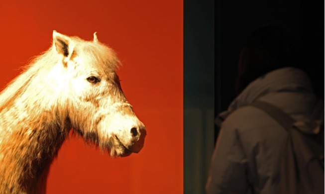 Выставка «Много лошадей» 