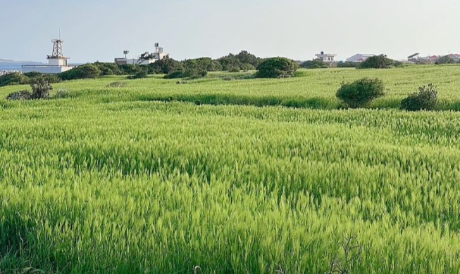 Фестиваль зеленого ячменя на острове Капхадо