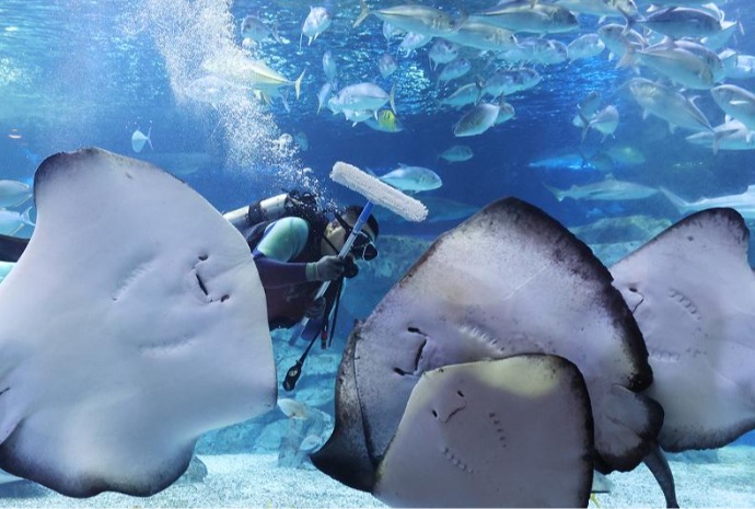 Чистим аквариум к праздникам