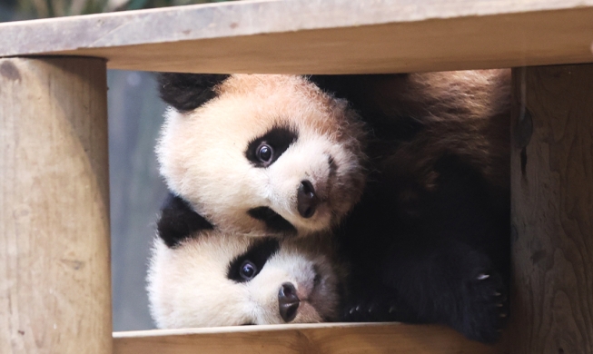 Панды-близнецы встретятся со своими первыми посетителями в Эверленде