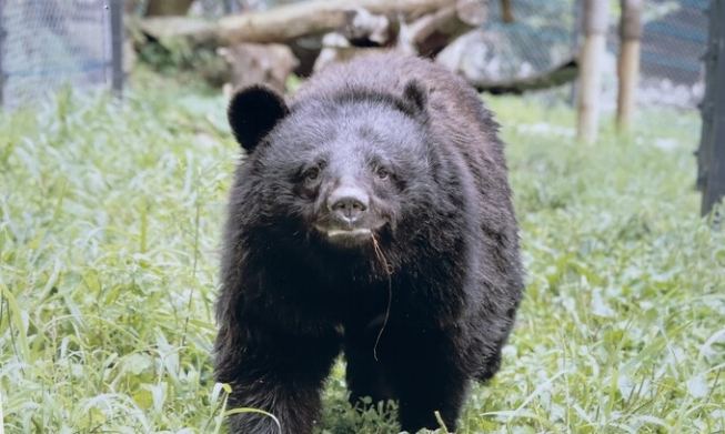 [О животных в Корее] ② Забота вместо эксплуатации