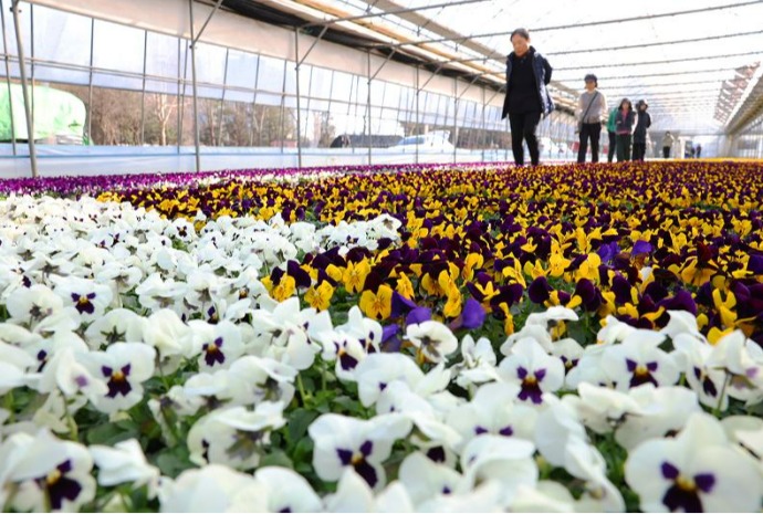 Аромат весны