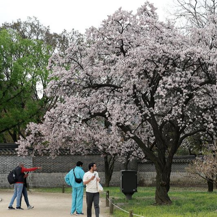 Иностранные туристы наслаждаются весной во дворце Чхандоккун