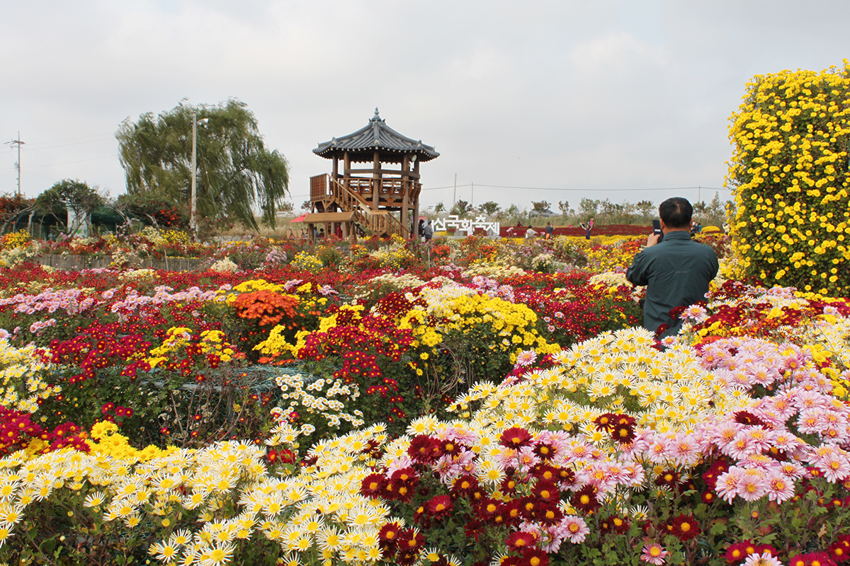 3 октября турист фотографирует цветущие хризантемы на 24-м Фестивале хризантем в городе Сосан, провинция Чхунчхон-Намдо. 