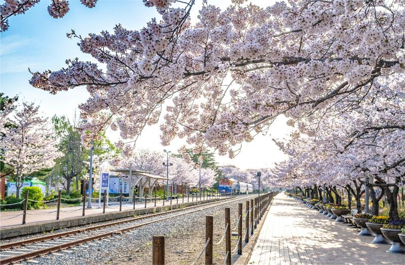 Американский журнал Forbes выбрал пять мест цветения вишни в Корее, которые обязательно стоит посетить в 2024 году. На фото дорога с цветущей вишней на станции Кёнхва в районе Чинхэ-гу в Чханвоне, провинция Кёнсан-Намдо, попавшая в список Forbes. / Фото: Администрация Чханвона