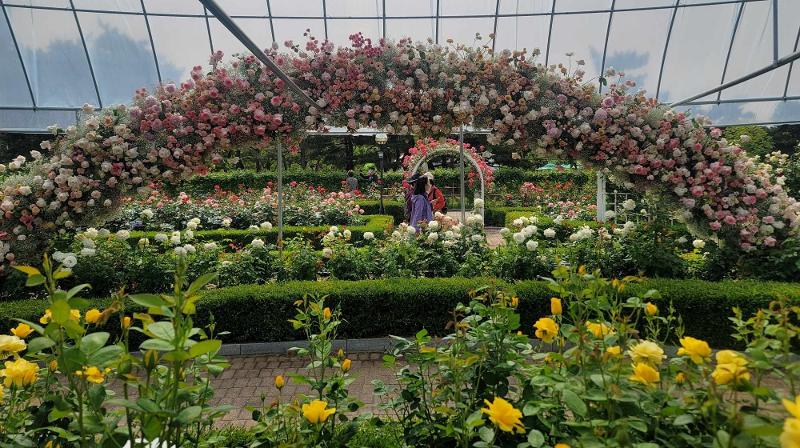 Посетители любуются розами в розарии «Международной выставки цветов в Кояне 2024». / Фото: Ю Ён Гён