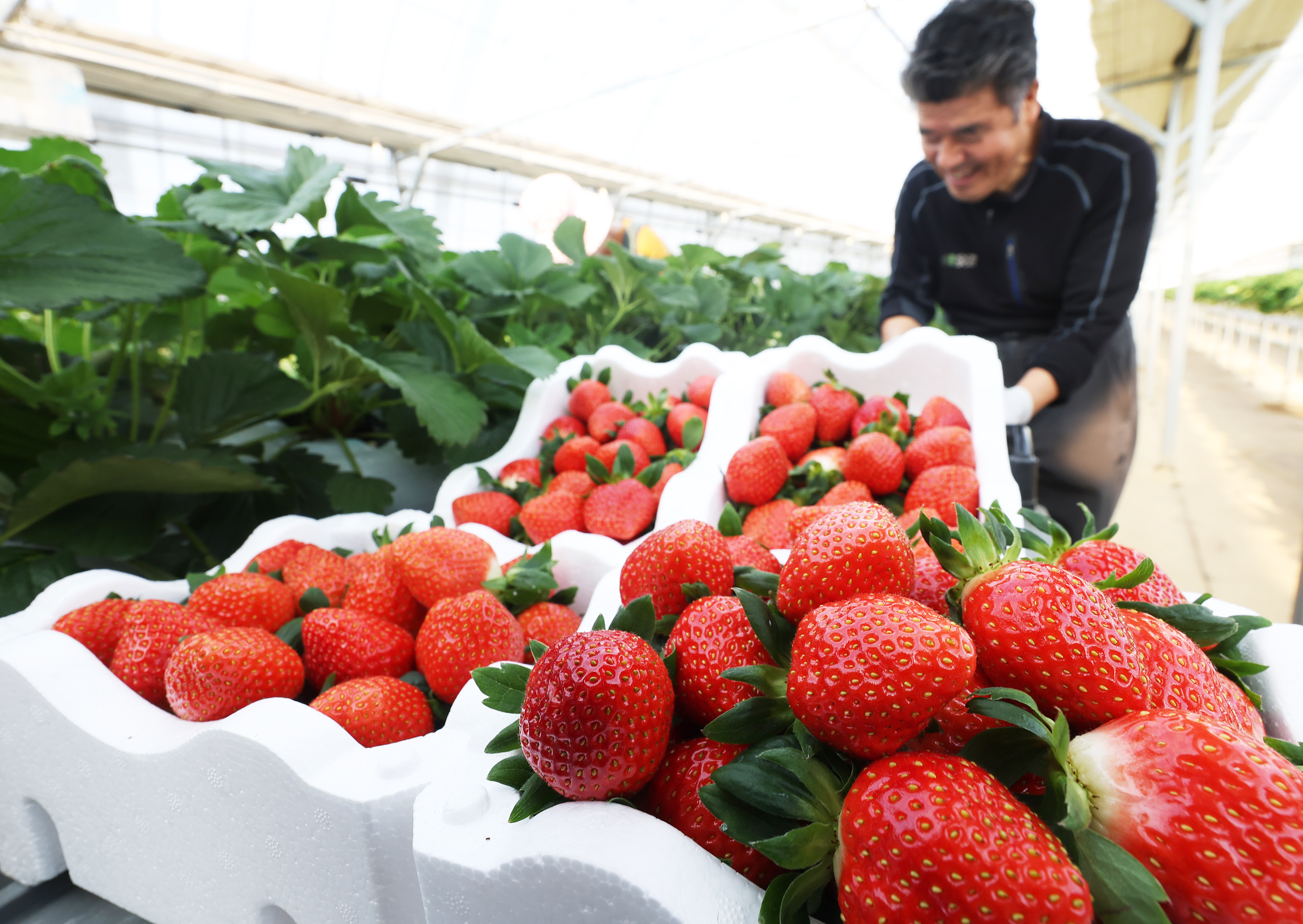 9 декабря фермер собирает урожай клубники в теплице в городе Хвасон, провинция Кёнгидо.