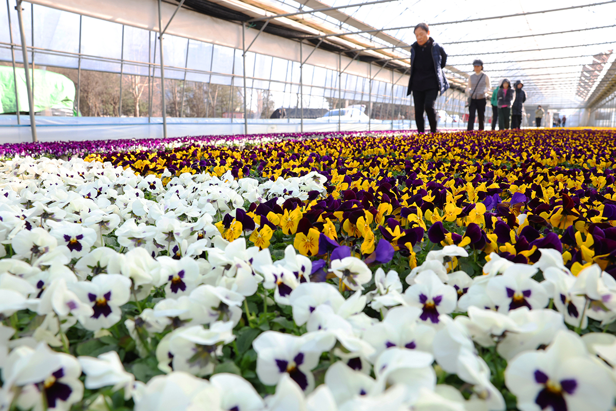 19 февраля, в день &laquo;усу&raquo; (雨水), знаменующего начало весны, в ботаническом саду в городе Аньян, провинция Кёнгидо, горожане любуются яркими цветами и ходят босиком по цветочной дорожке.