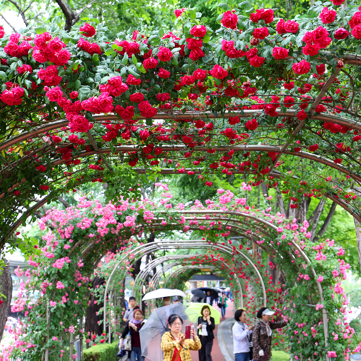 Seoul Rose Festival 2026